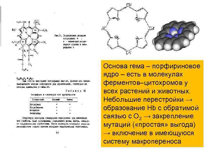 Основа гема – порфириновое ядро – есть в молекулах ферментов–цитохромов у всех растений и