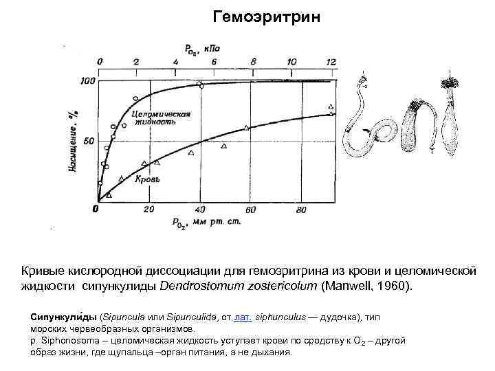 Гемоэритрин Кривые кислородной диссоциации для гемоэритрина из крови и целомической жидкости сипункулиды Dendrostomum zostericolum