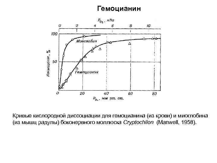 Гемоцианин Кривые кислородной диссоциации для гемоцианина (из крови) и миоглобина (из мышц радулы) боконервного