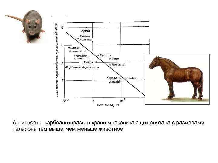 Активность карбоангидразы в крови млекопитающих связана с размерами тела: она тем выше, чем меньше