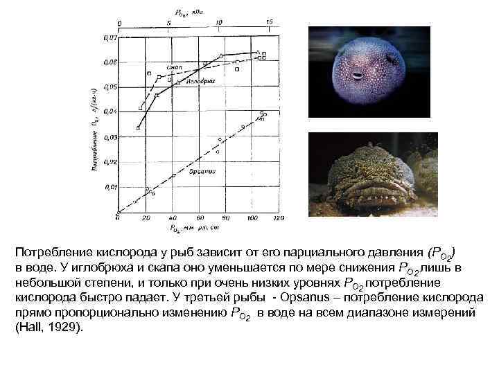 Потребление кислорода у рыб зависит от его парциального давления (РО 2) в воде. У