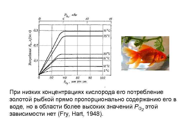 При низких концентрациях кислорода его потребление золотой рыбкой прямо пропорционально содержанию его в воде,