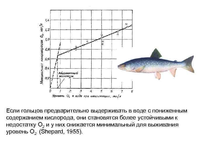 Если гольцов предварительно выдерживать в воде с пониженным содержанием кислорода, они становятся более устойчивыми