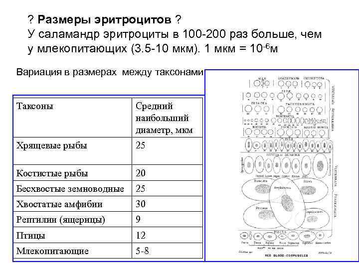 ? Размеры эритроцитов ? У саламандр эритроциты в 100 -200 раз больше, чем у