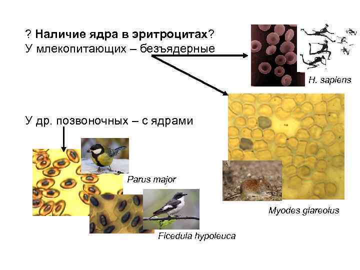 ? Наличие ядра в эритроцитах? У млекопитающих – безъядерные H. sapiens У др. позвоночных