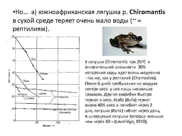  • Но… а) южноафриканская лягушка р. Chiromantis в сухой среде теряет очень мало