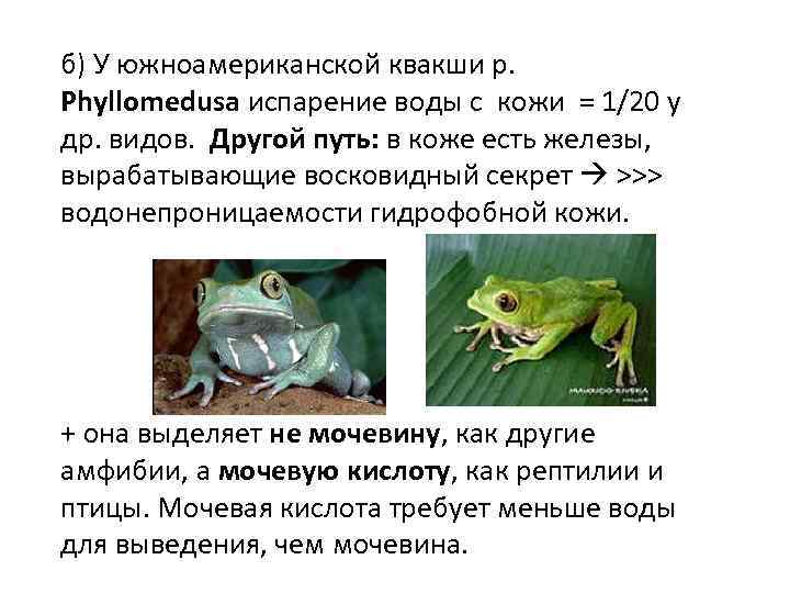 б) У южноамериканской квакши р. Phyllomedusa испарение воды с кожи = 1/20 у др.