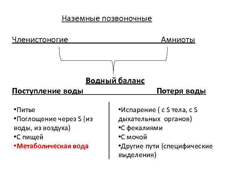 Наземные позвоночные Членистоногие Поступление воды Амниоты Водный баланс • Питье • Поглощение через S