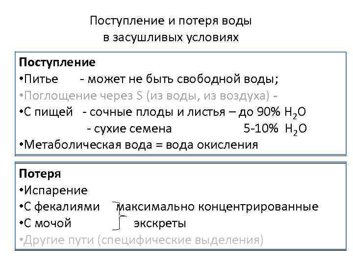 Поступление и потеря воды в засушливых условиях Поступление • Питье - может не быть