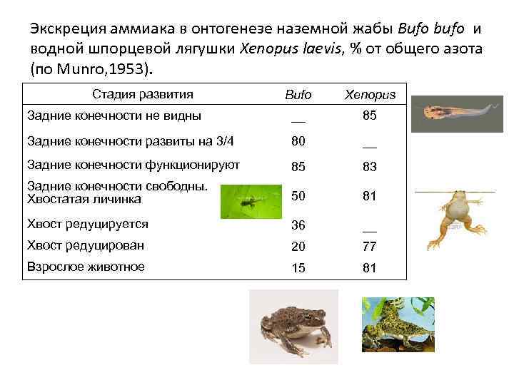 Экскреция аммиака в онтогенезе наземной жабы Bufo bufo и водной шпорцевой лягушки Xenopus laevis,