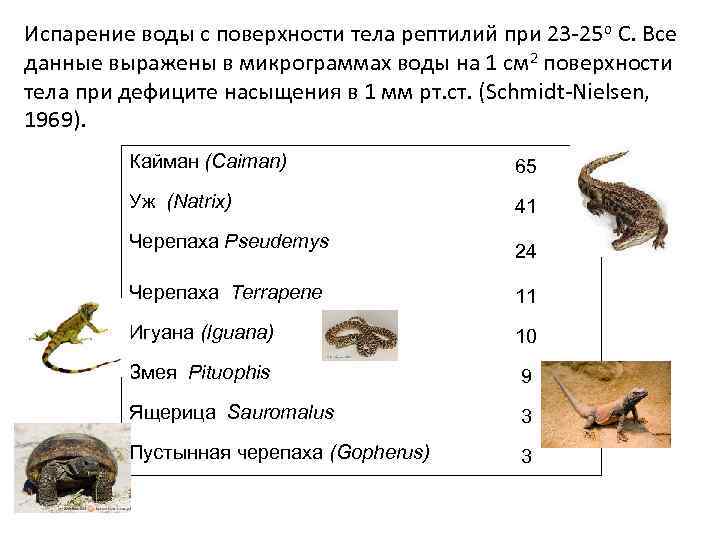 Испарение воды с поверхности тела рептилий при 23 -25 о С. Все данные выражены