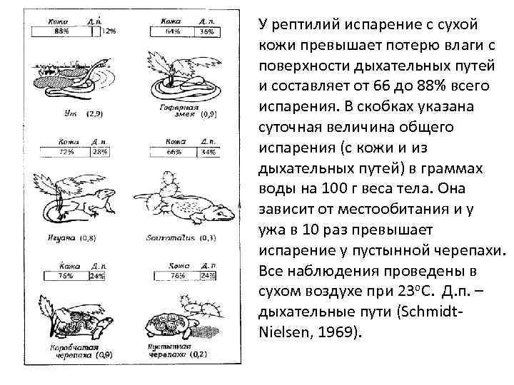 У рептилий испарение с сухой кожи превышает потерю влаги с поверхности дыхательных путей и