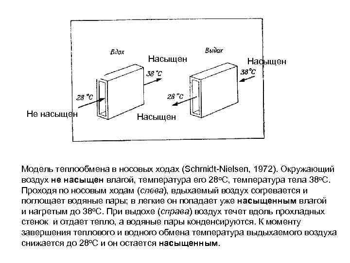 Насыщен Не насыщен Насыщен Модель теплообмена в носовых ходах (Schmidt-Nielsen, 1972). Окружающий воздух не