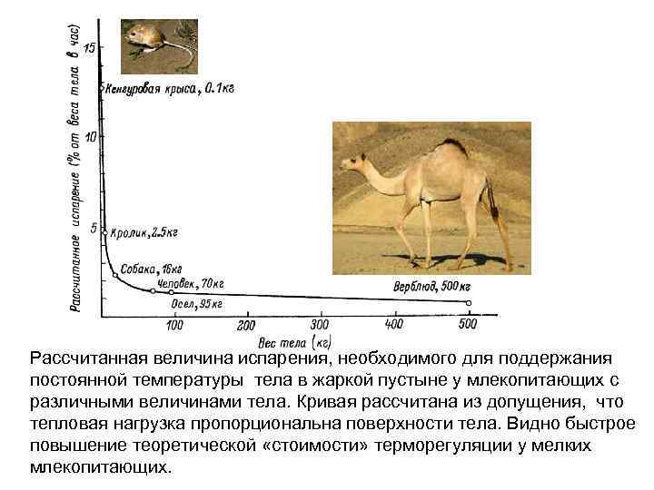 Рассчитанная величина испарения, необходимого для поддержания постоянной температуры тела в жаркой пустыне у млекопитающих