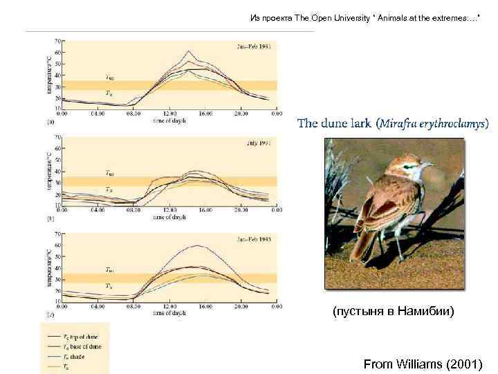 Из проекта The Open University “ Animals at the extremes: …” (пустыня в Намибии)