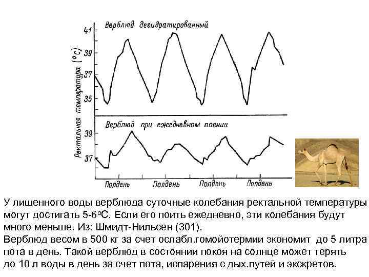 У лишенного воды верблюда суточные колебания ректальной температуры могут достигать 5 -6 о. С.