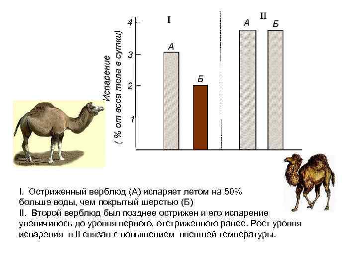 I. Остриженный верблюд (А) испаряет летом на 50% больше воды, чем покрытый шерстью (Б)