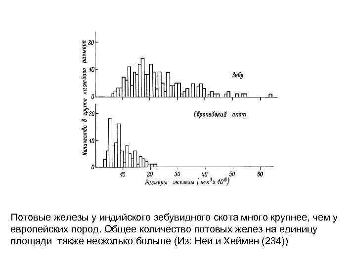 Потовые железы у индийского зебувидного скота много крупнее, чем у европейских пород. Общее количество