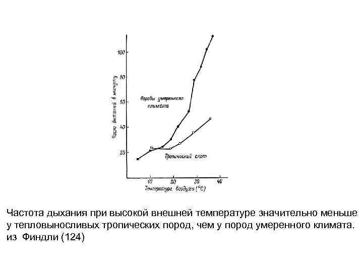 Частота дыхания при высокой внешней температуре значительно меньше у тепловыносливых тропических пород, чем у