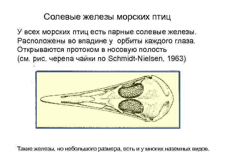 Солевые железы морских птиц У всех морских птиц есть парные солевые железы. Расположены во