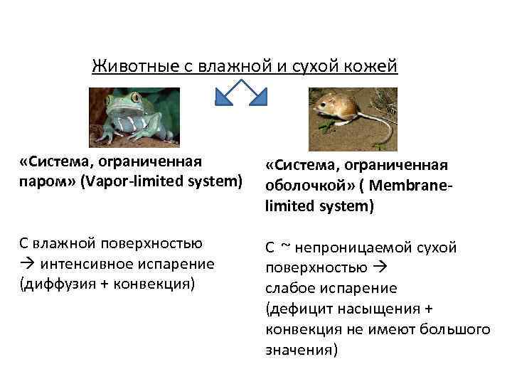 Животные с влажной и сухой кожей «Система, ограниченная паром» (Vapor-limited system) «Система, ограниченная оболочкой»