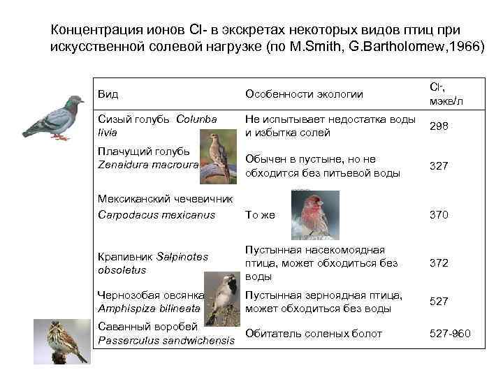 Птица обмен. Водно-солевой обмен птиц. Солевой обмен у птицы. Водно-солевой обмен млекопитающих. Солевой голубь.