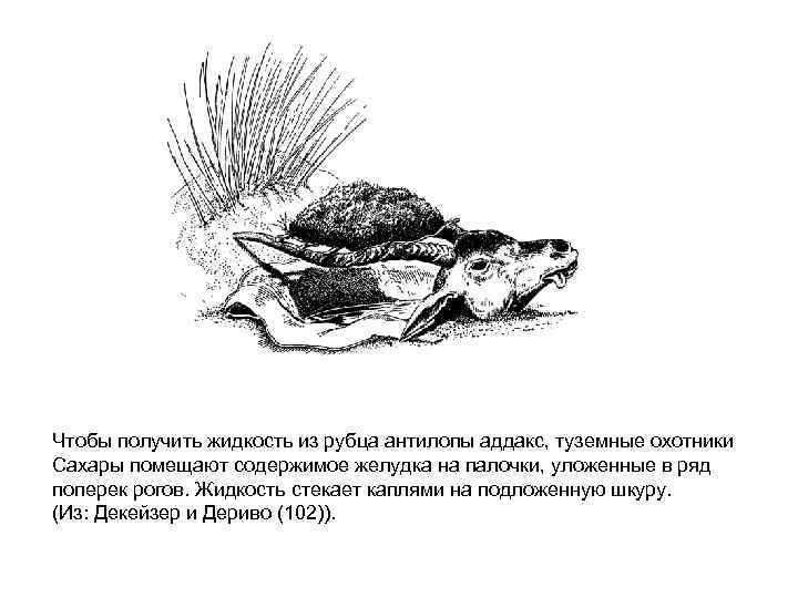 Чтобы получить жидкость из рубца антилопы аддакс, туземные охотники Сахары помещают содержимое желудка на