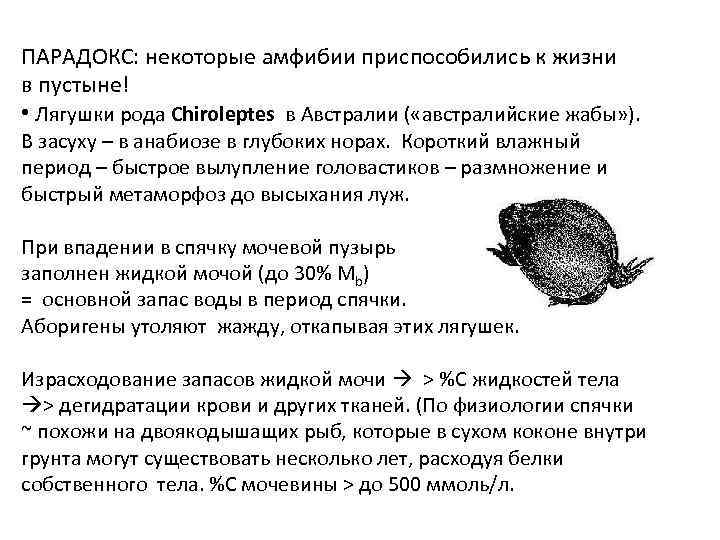 ПАРАДОКС: некоторые амфибии приспособились к жизни в пустыне! • Лягушки рода Chiroleptes в Австралии