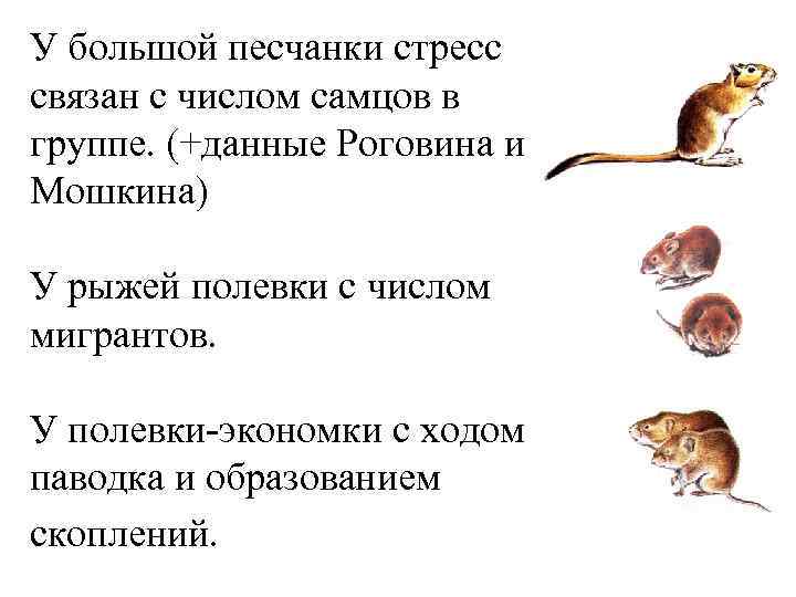 У большой песчанки стресс связан с числом самцов в группе. (+данные Роговина и Мошкина)