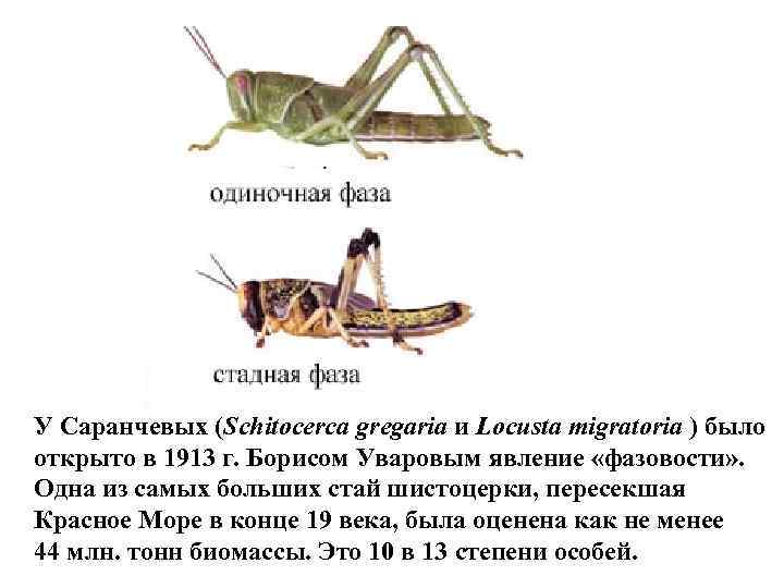 У Саранчевых (Schitocerca gregaria и Locusta migratoria ) было открыто в 1913 г. Борисом
