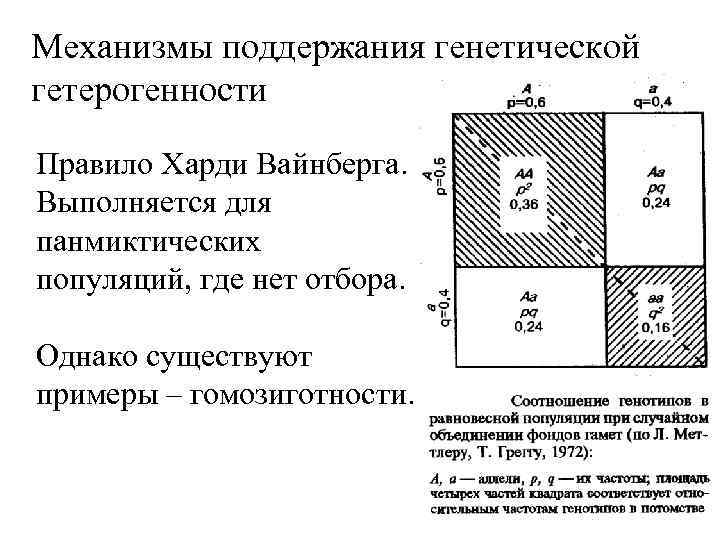 Механизмы поддержания генетической гетерогенности Правило Харди Вайнберга. Выполняется для панмиктических популяций, где нет отбора.