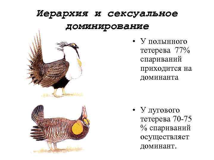 Иерархия и сексуальное доминирование • У полынного тетерева 77% спариваний приходится на доминанта •