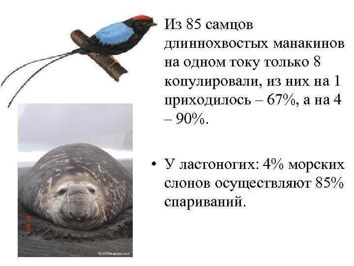  • Из 85 самцов длиннохвостых манакинов на одном току только 8 копулировали, из