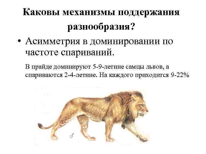 Каковы механизмы поддержания разнообразия? • Асимметрия в доминировании по частоте спариваний. В прайде доминируют