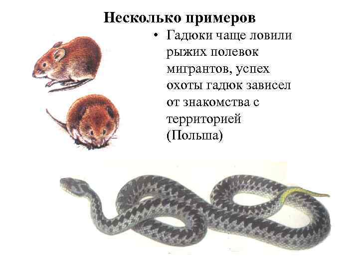 Несколько примеров • Гадюки чаще ловили рыжих полевок мигрантов, успех охоты гадюк зависел от