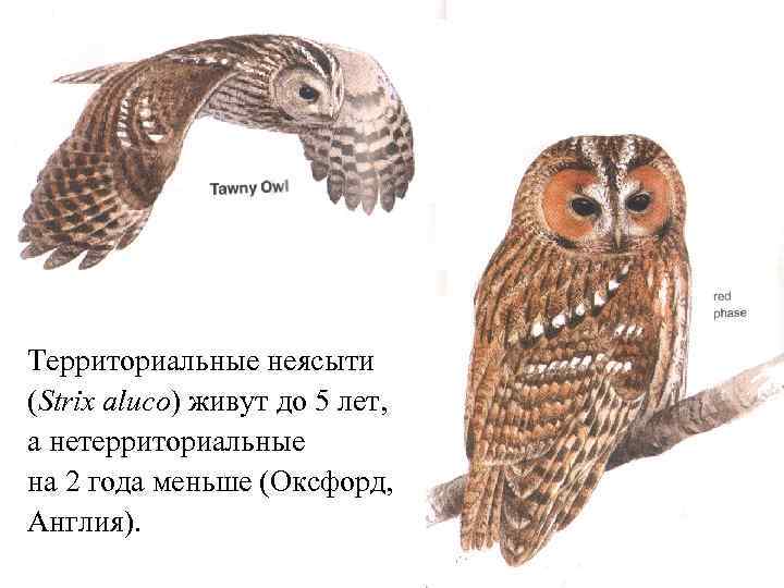 Территориальные неясыти (Strix aluco) живут до 5 лет, а нетерриториальные на 2 года меньше