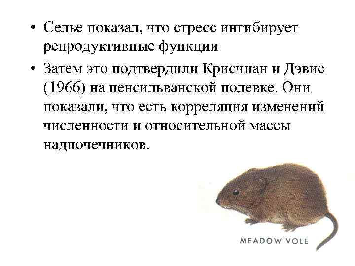  • Селье показал, что стресс ингибирует репродуктивные функции • Затем это подтвердили Крисчиан