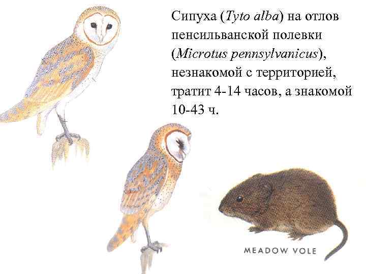 Сипуха (Tyto alba) на отлов пенсильванской полевки (Microtus pennsylvanicus), незнакомой с территорией, тратит 4