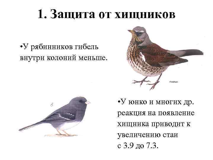 1. Защита от хищников • У рябинников гибель внутри колоний меньше. • У юнко