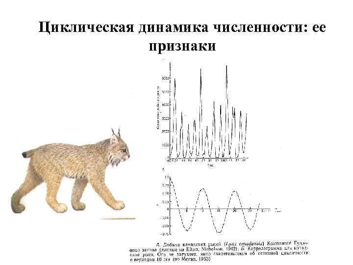 Циклическая динамика численности: ее признаки 