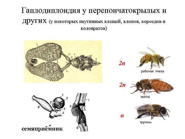 Гаплодиплоидия у перепончатокрылых и других (у некоторых паутинных клещей, клопов, короедов и коловраток) 2
