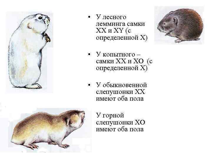  • У лесного лемминга самки ХХ и ХY (с определенной Х) • У