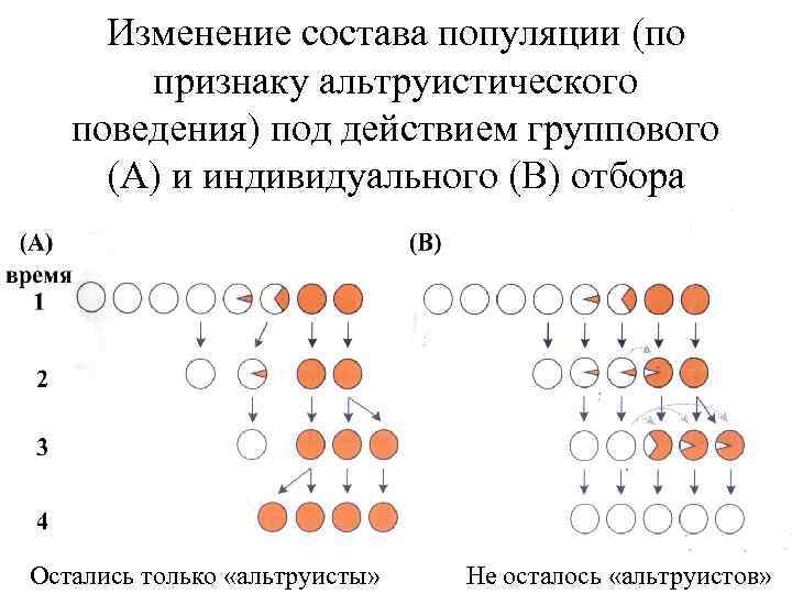 Изменение состава популяции (по признаку альтруистического поведения) под действием группового (А) и индивидуального (В)