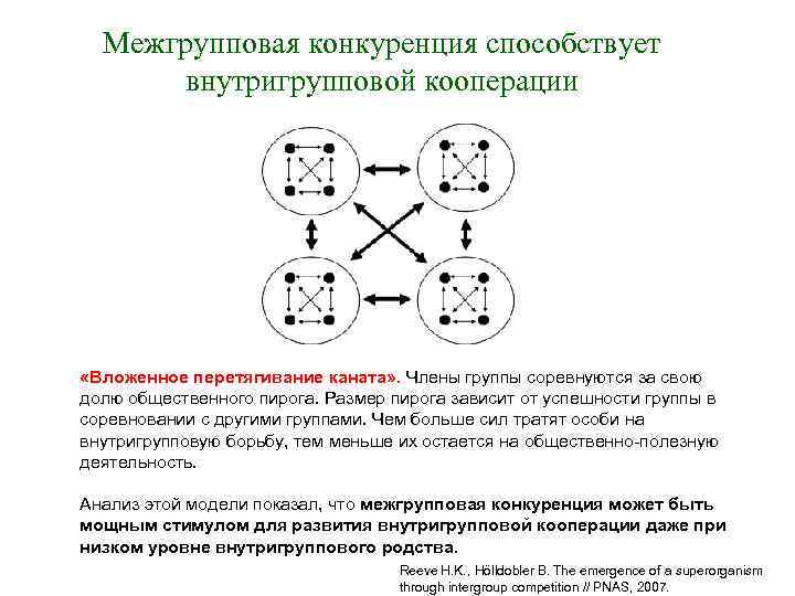 Межгрупповая конкуренция способствует внутригрупповой кооперации «Вложенное перетягивание каната» . Члены группы соревнуются за свою