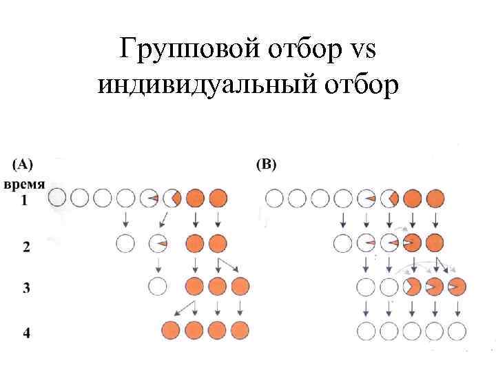 Групповой отбор vs индивидуальный отбор 