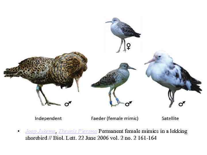  • Joop Jukema, Theunis Piersma Permanent female mimics in a lekking shorebird //