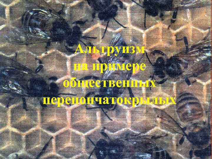 Альтруизм на примере общественных перепончатокрылых 