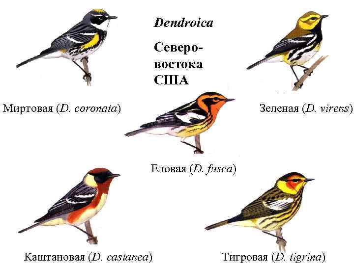 Dendroica Северовостока США Миртовая (D. coronata) Зеленая (D. virens) Еловая (D. fusca) Каштановая (D.