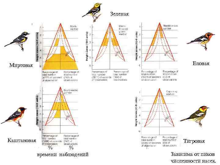 Зеленая Еловая Миртовая Каштановая Тигровая % % времени наблюдений Зависима от пиков численности насек.