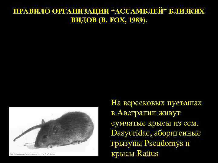 D A PSEUDOMYS SIU RI D S ПРАВИЛО ОРГАНИЗАЦИИ “АССАМБЛЕЙ” БЛИЗКИХ ВИДОВ (B. FOX,